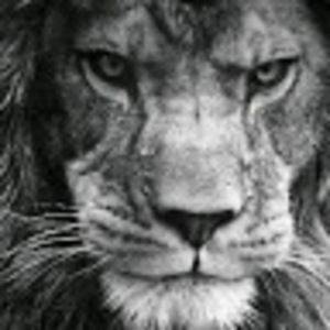 Meet your Posher, Gilly